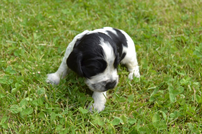 2e - pejsek sv.zelená.JPG